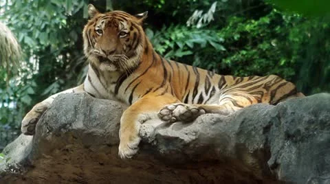 Epic Tiger Stock Footage 10563980