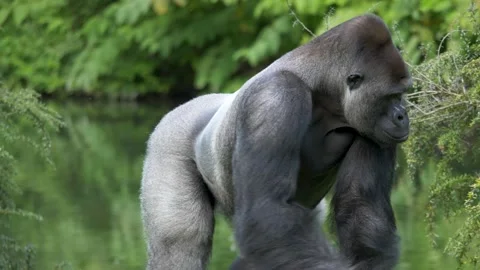 Epic tracking shot of a Powerful silverback gorilla male moving in front Stock Footage 163202929