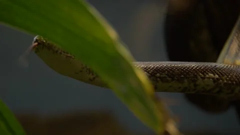 Epic tracking shot of a White-eyed python (Liasis mackloti savuensis). Stock Footage 166249633