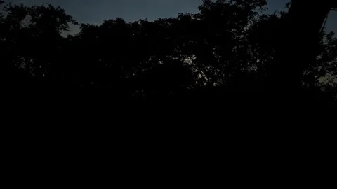 An epic train window view of the golden sun glowing through trees against a.. Video stock 313381255