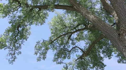 Epic Tree Stock Footage 51509971