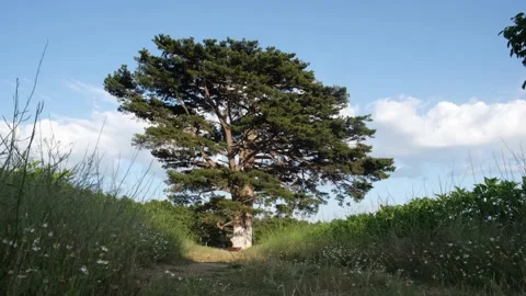 Epic Tree Time Lapse Stock Footage 139537660
