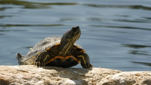 Epic Turtle Looks Forward While Water Moves by Behind Stock Footage 118472158