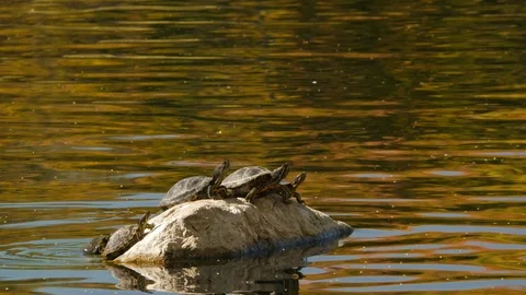 Epic Turtles Enjoy Rock as Another Turtle Emerges from Pond and Joins Them Stock Footage 118472078