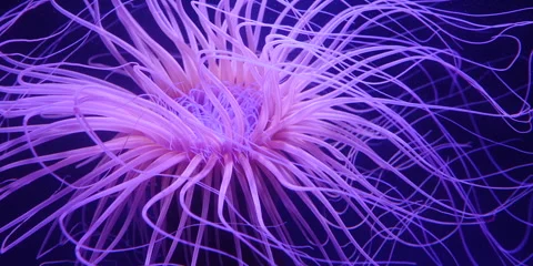 Epic video of rare ocean creature with colorful Stock Footage 282978447