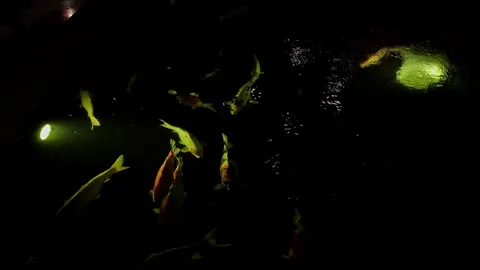 An epic view of colorful koi fish swimming in an Indian house pond at night.. Stock Footage 313382034