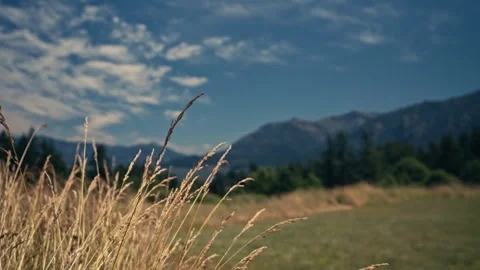 Epic View Columbia River Gorge With Mountains Behind Wildflowers Stock Footage 280703002