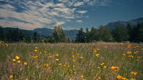 Epic View Columbia River Gorge With Mountains Behind Wildflowers 스톡 동영상 280703016