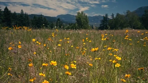Epic View Columbia River Gorge With Mountains Behind Wildflowers Stock Footage 280703017