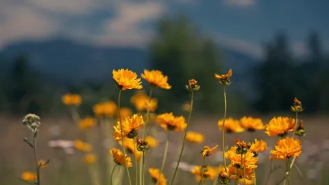 Epic View Columbia River Gorge With Mountains Behind Wildflowers Video stock 280703019
