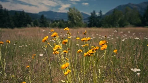 Epic View Columbia River Gorge With Mountains Behind Wildflowers 스톡 동영상 280703020