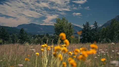 Epic View Columbia River Gorge With Mountains Behind Wildflowers 스톡 동영상 280703025