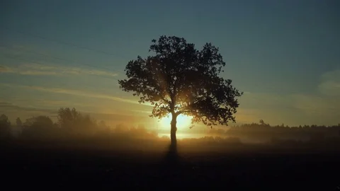 Epic view of the rays of the sunrise through the tree branches Stock Footage 76165652