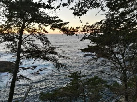 Epic view of trees with a background of ocean, golden hour clouds, sun Fotos de archivo