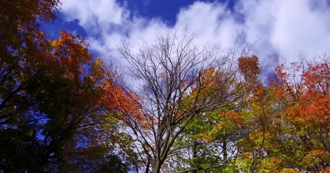Epic vivid display of fall colors in autumn season Stock Footage 68855381