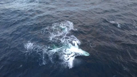 Epic Whale Breach from Above with Powerful Water Impact Stock Footage 331694292