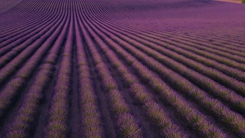 Epic Wide Aerial Diagonal Flight Over Rolling Hills of Lavender at Sunset. .. Stock Footage 312560867