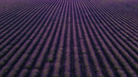 Epic Wide Aerial Flight Over Rolling Hills of Purple Lavender Fields at Sun.. Stock Footage 312560847