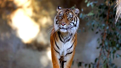 Epic wild tiger walking forward and jumping Stock Footage