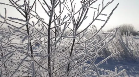 Epic Winter Forest Stock Footage 45288803