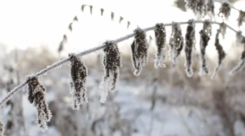 Epic Winter Forest Stock Footage 45288804