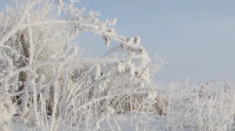 Epic Winter Forest Stock Footage 45288808