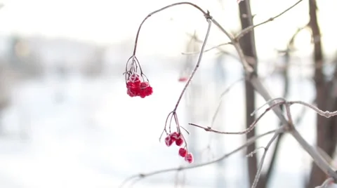 Epic Winter Forest Stock Footage 45288811