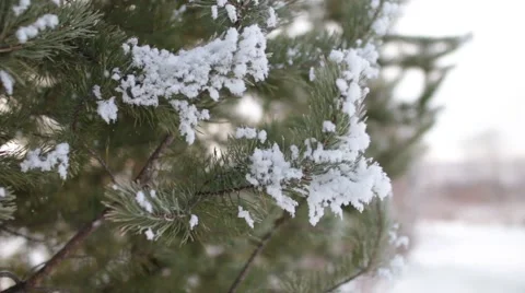 Epic Winter Forest Stock Footage 45288814