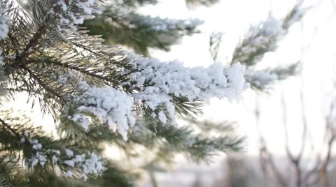 Epic Winter Forest Stock Footage 45288817