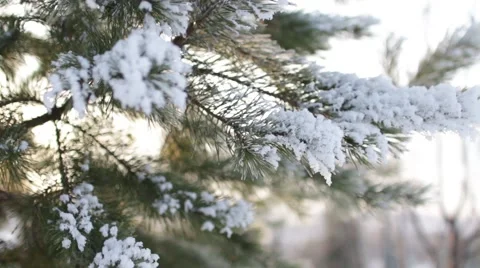 Epic Winter Forest Stock Footage 45288821