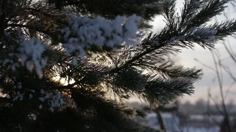 Epic Winter Forest Stock Footage 45288823