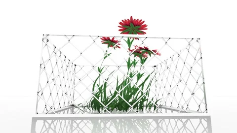 The epidemic will not stop spring and love. Red flowers outgrew their fence. The Stock Footage 128828829