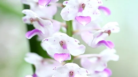Epidendrum retusum L. or Rhynchostylis retusa (L.) Blume, Beautiful orchids Stock Footage