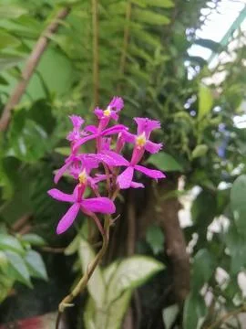 "Epidendrum secundum complex." Foto stock