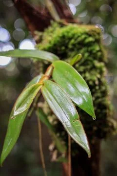 Epidendrum secundum Stock Photos