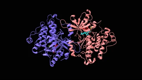Epidermal growth factor receptor in complex with allosteric inhibitor and AMP Stock Footage 165601401