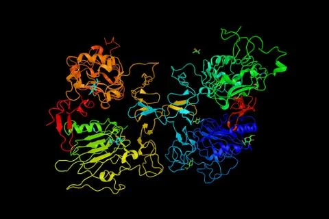 Epidermal growth factor receptor, which exists on the cell surface and is a.. 스톡 일러스트