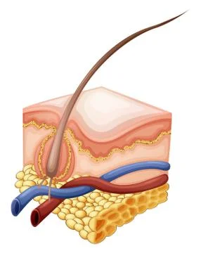 Epidermis 스톡 일러스트