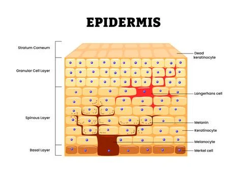 Epidermis structure anatomy diagram. Labeled Stratum corneum, granular, spi.. Stock Illustration