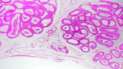 Epididymis in section filmed under microscope and magnified in 40 times against Stock Footage 225542423