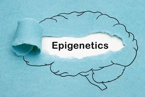 Epigenetics Drawn Human Brain Concept Stock Photos