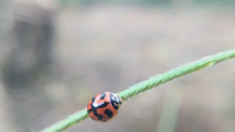 Epilachna borrealis insect perched on a leaf Stock Footage 303622883