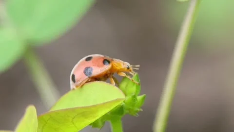 Epilachna varivestis Stock Footage 295013432