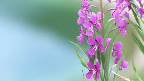 Epilobium angustifolium. Stock-Footage 281105683