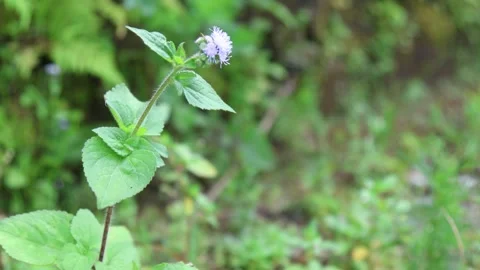 Epimedium also known as barrenwort, bishop's hat, fairy wings, horny goat w.. Stock Footage 314628397