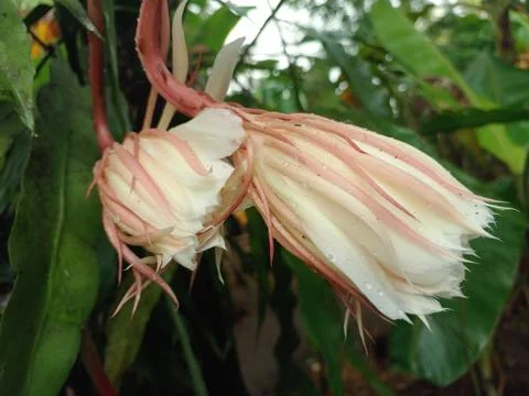 Epiphyllum anguliger Stock Photos