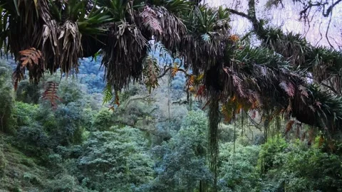 Epiphyte-Covered Tree Branch Overlooking Dense Yungas Forest, Northwest Stock Footage 346351943