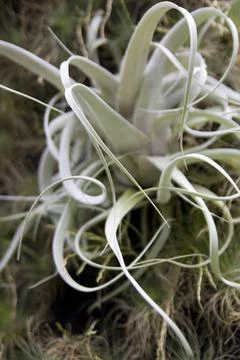 Epiphyte Stock Photos