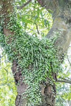 Epiphyte Plants Growing on Tree Trunk Closeup Stock Photos