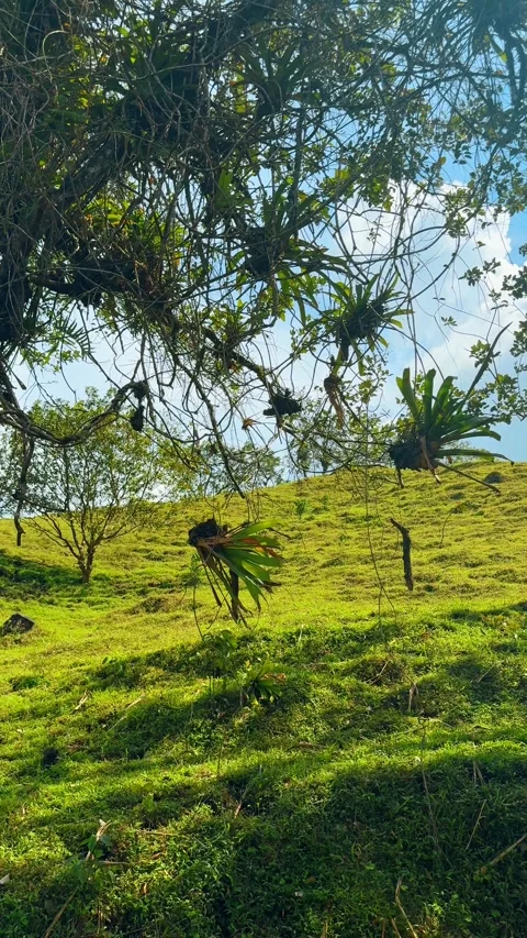 Epiphytes and bromeliads hanging from tree branch over hill Vidéo 332371283